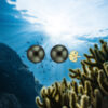 Tahitian Black Pearl Stud Earrings 9mm - Image 2